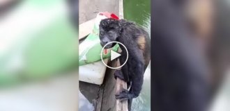 Rescuing a monkey from the water