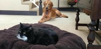 Why domestic dogs are inferior to cats in everything, forgiving even outright impudence (5 photos)