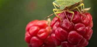 Shield bug: chemical troops on raspberry bushes (8 photos)