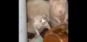 Щури розплодилися в житловому будинку в США