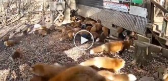 Обстановка в деревне лис в Японии