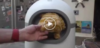 Why smart toilets are dangerous for cats