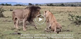 Лев застал львицу с другим самцом