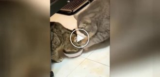 “Here, friend”: two cats having lunch together
