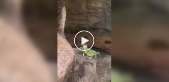 Приветливая ящерица