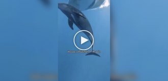 Дельфін підплив до туристів за допомогою