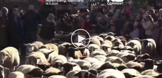 Овцы заполонили Нюрнберг