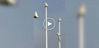 Попугай качается на веревке, прикрепленной к флагштоку