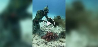 An octopus was able to stand up for itself