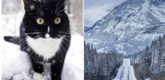 Пленник диких гор: невероятное спасение кота, 5 месяцев боровшегося за жизнь в Канаде (4 фото)