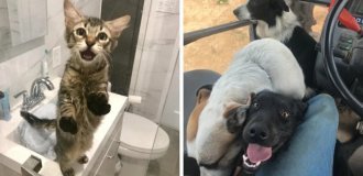 15 Cases When Pets Touchingly Showed Love to People (16 photos)