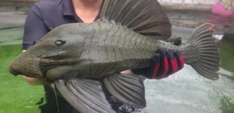 Wildlife Photos That Will Surprise Anyone (19 photos)