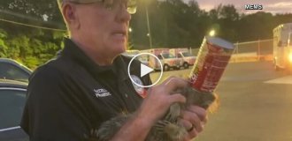 In the US, a whole group of rescuers was called in to get a raccoon with a can on its head