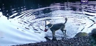Волчица использовала сеть для ловли рыбы