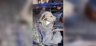 Пес обрел хозяев спустя годы жизни в приюте