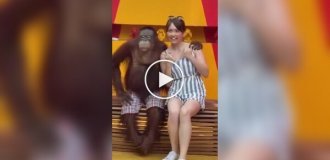 Shameless orangutan seduces a tourist