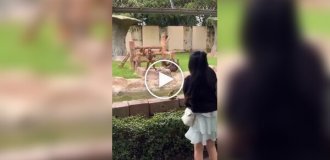 Orangutan clapped for girl's unsuccessful throw