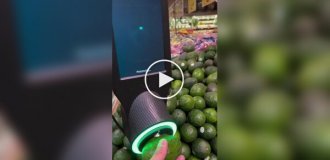 Сканер спелости авокадо