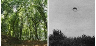 The phenomenon of the mysterious forest of Transylvania Hoya Baciu (10 photos)