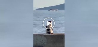 Кот, который любит любоваться морем