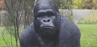 A man stole a beloved gorilla from old people: they searched for it from helicopters (5 photos + 1 video)