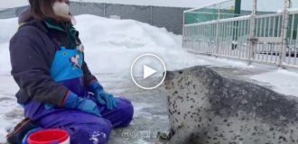 Тюлень синхронизировался со своей смотрительницей