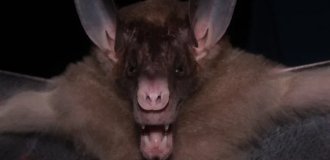 False vampire: it doesn't drink blood, it catches and eats birds whole (6 photos)