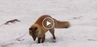 A fox is hunting Rodent