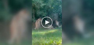 Львица с игривым настроением