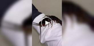 Самая большая сколопендра в мире