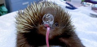 Для чего ехидна пускает из носа пузыри? (5 фото)