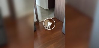 Реакция кошки на новую прическу хозяйки