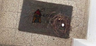 Why do pigeons have such strange nests, what is wrong with these birds? (7 photos)