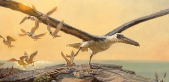 Крупнейшая птица в истории Земли (8 фото)