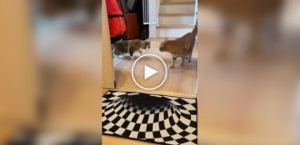 Cats avoid rugs with optical illusions