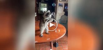 Raccoon catches soap bubbles