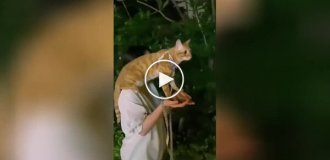 Make way for the king: a guy walking his cat