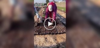 Planting Sugar Cane the Proven Method