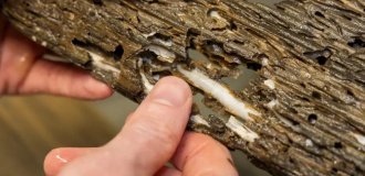 Shipworms: they eat the ship right during the journey (7 photos)