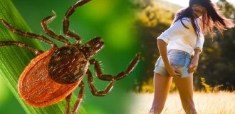 7 советов, как избежать укуса клеща (8 фото)
