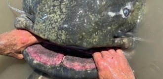 Man-Eating Catfish: Does This Happen or Are These Tales of Merry Fishermen? (11 photos)