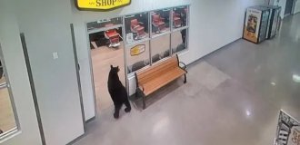 На Аляске медведь зашёл в торговый центр за фруктами (2 фото + 1 видео)