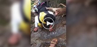 В Индии обезьяны начали «шмонать» туристов прямо на горе