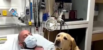 A dog supports its owner in the hospital