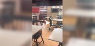 Сурикаты греются под лампой