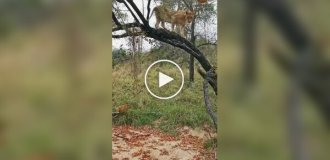 Львица учит своих малышей забираться на дерево