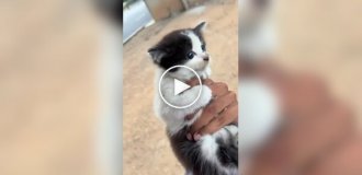 Rescuing a kitten on the road