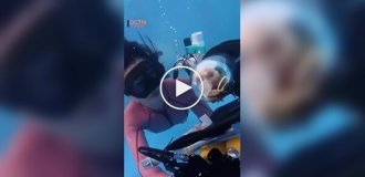 Дайвинг для домашних животных в Китае