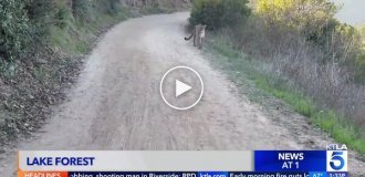 В США велосипедисты повстречали пуму на дороге