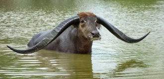 Арни: огромные дикие водяные коровы (10 фото)